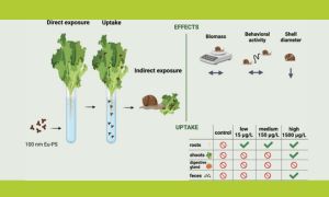 Nanoplastics travelling across the food chain: the impact on lettuce and snails