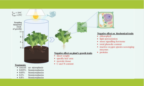 Biodegradable microplastics affect lettuce defense mechanisms and growth traits